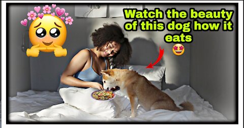 Watch the beauty of this dog how it eats !😇/Dog food