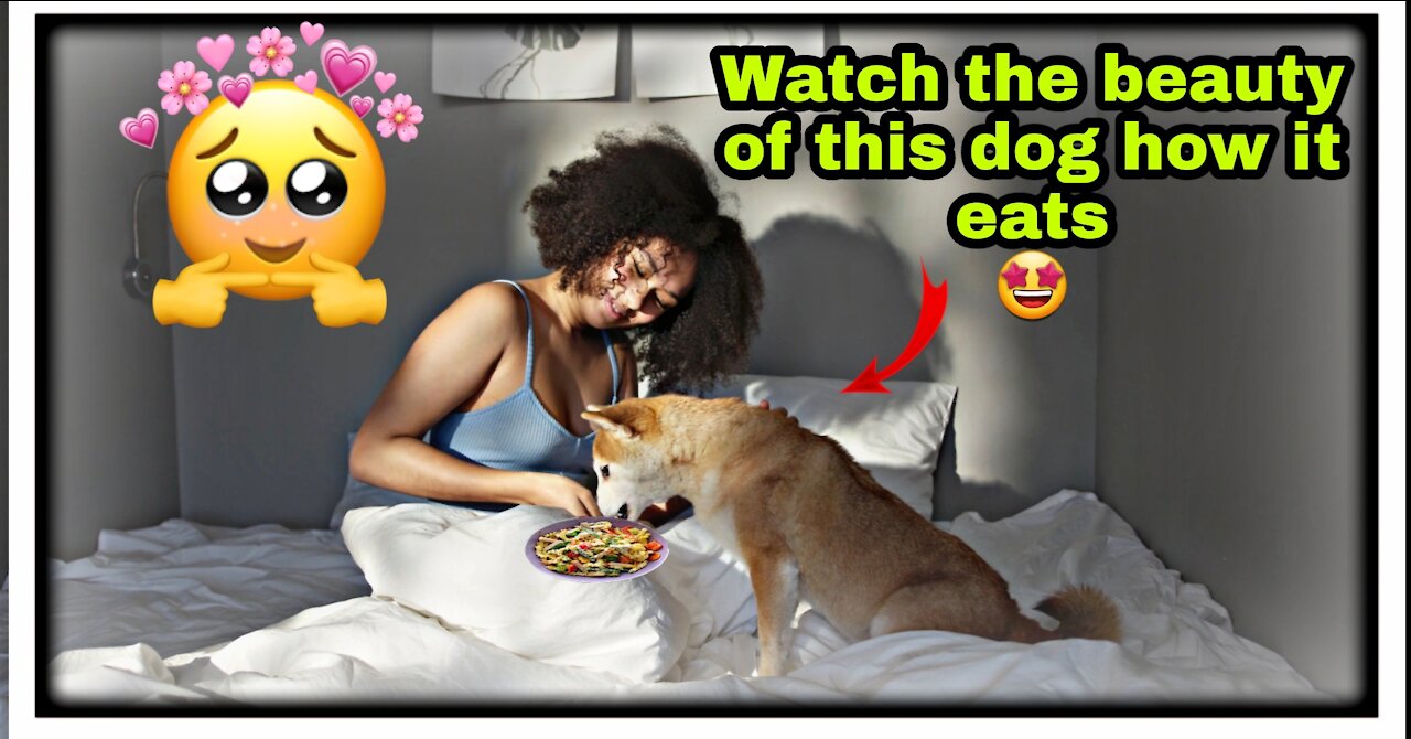 Watch the beauty of this dog how it eats !😇/Dog food