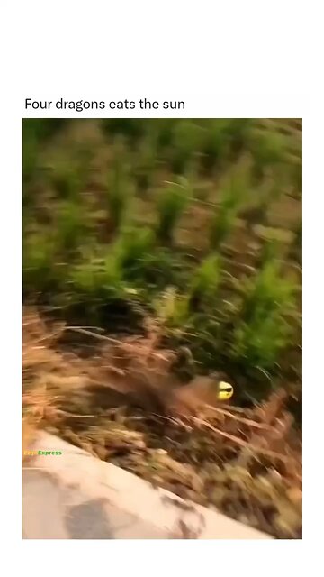 The four dragons💀‼️