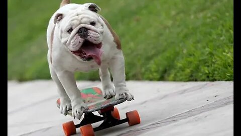 This dog is a professional skateboarder