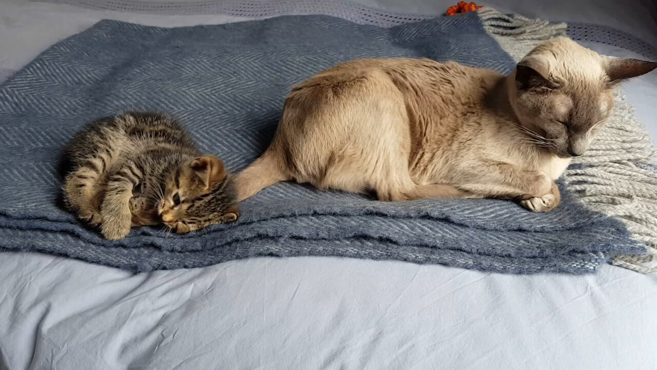 "Old cat unhappy with new kitten. Please understand."