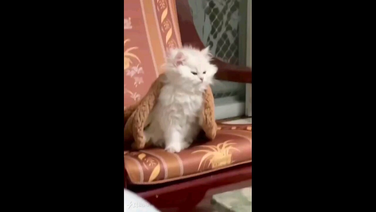 funny videos
