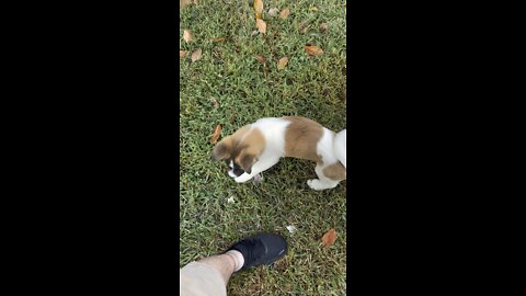 Akita puppy