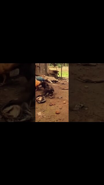 Lizard attack on hen