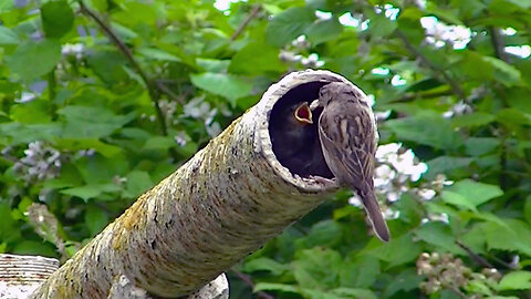 IECV NV #661 - 👀 Baby House Sparrows 🐥🐥Getting Food By Mother Sparrow 6-28-2018