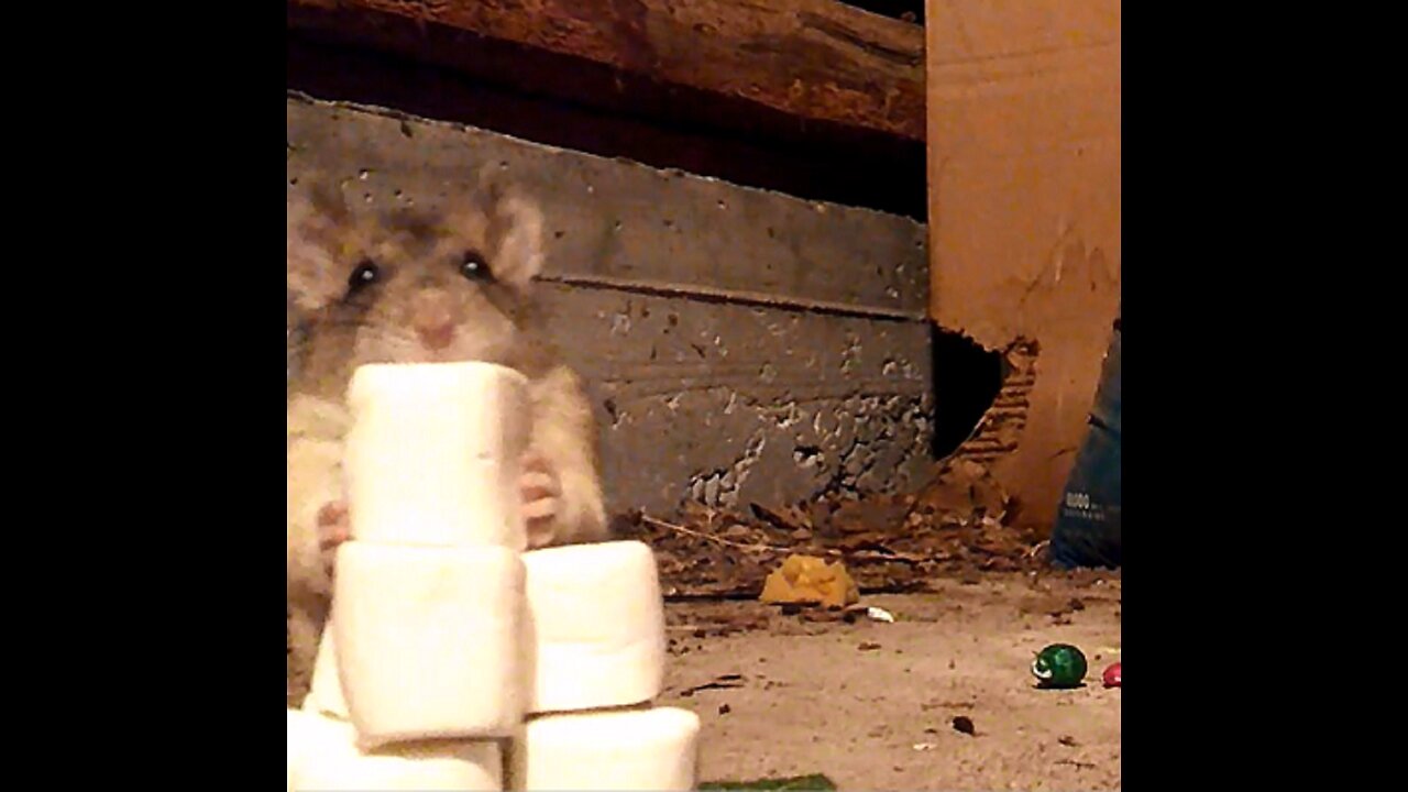 Neo the Pack Rat Vs. Marshmallow Tower