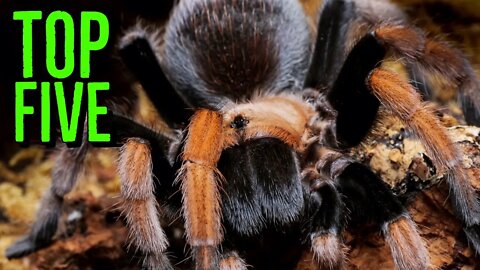 Top 5 BEST Tarantulas - Aphonopelma genus