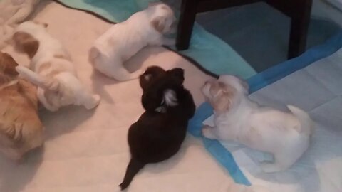 Who's Who (E & F Litters)