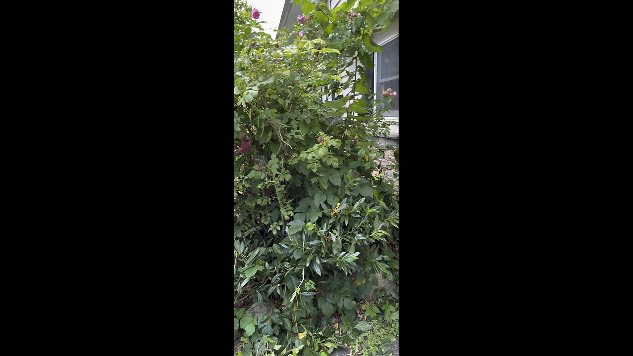 All about backyard Gardening