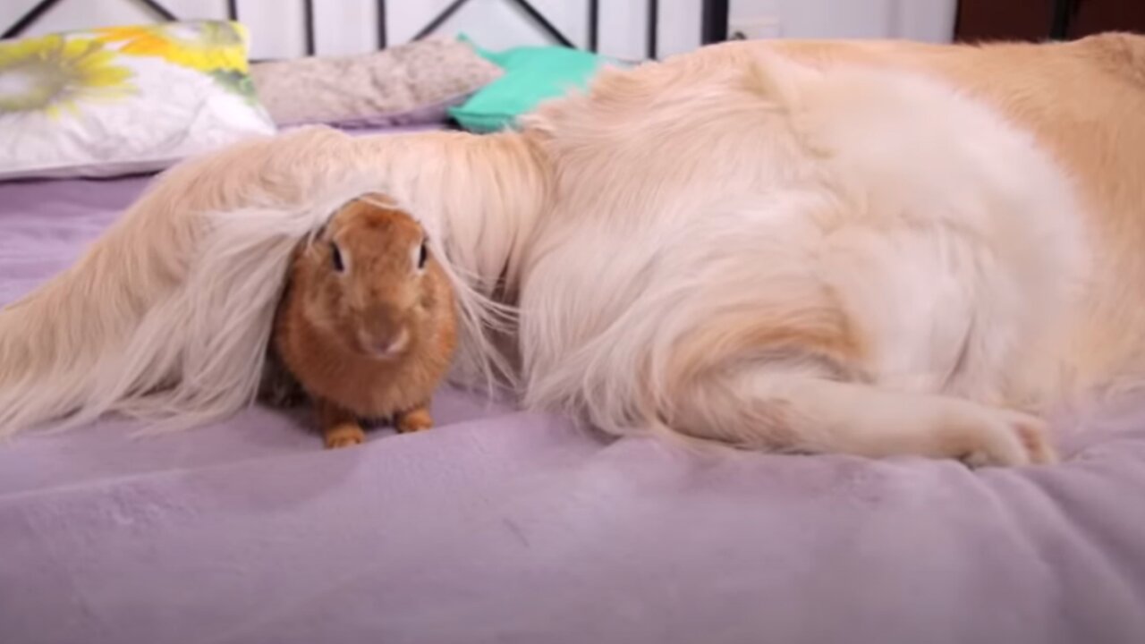 Rabbit vs Dog Tail