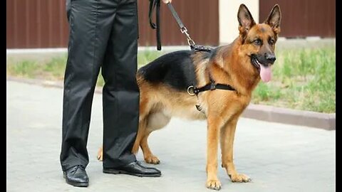 Guard Dog Training Step by Step! Learn to train your dog