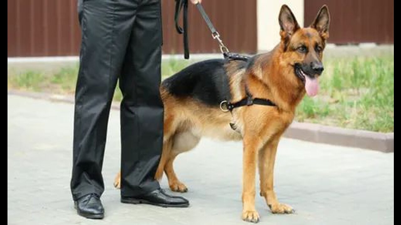Guard Dog Training Step by Step! Learn to train your dog