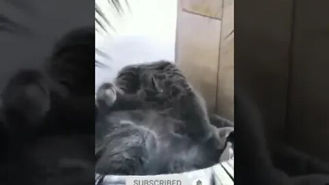 cute cat videos 😹 funny videos 😂 1151😻 #shorts