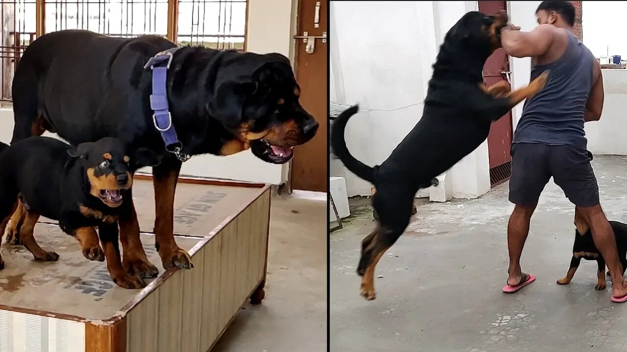 Rottweiler are highly energetic dog, they love to play very rough || Mr.Nut & Mr.Bolt