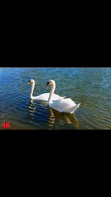 【4K】Swan Toronto Canada 🇨🇦