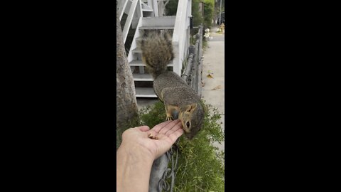 More friendly squirrel encounters