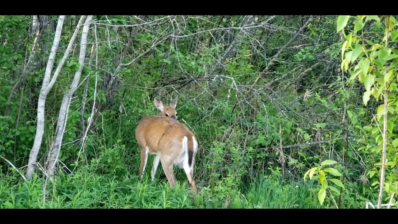 Familiar DEER friend