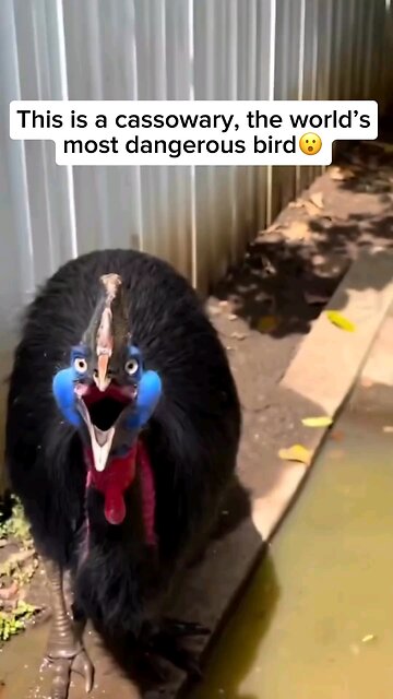 Cassowary Prehistoric Bird