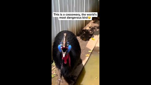 Cassowary Prehistoric Bird