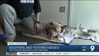 Need for fosters: Pima Animal Care Center dealing with packed kennels