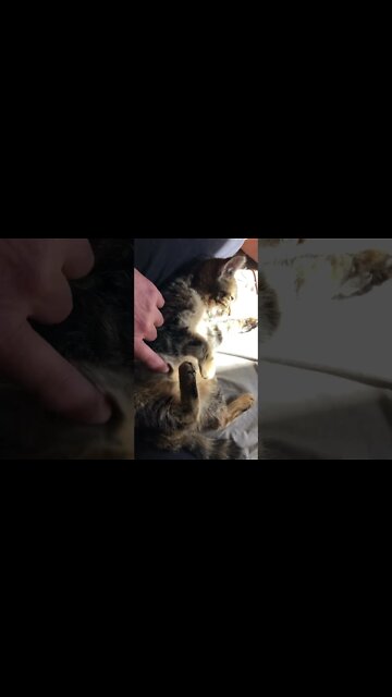 Starved feral kitten putting on weight