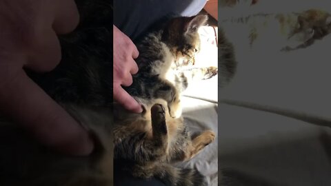 Starved feral kitten putting on weight