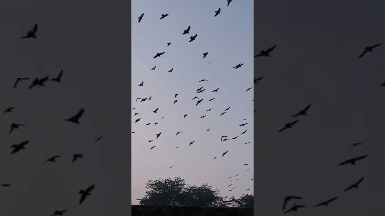 Flock of birds going crazy