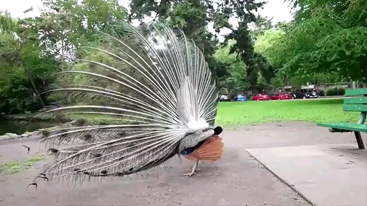 peacock dance