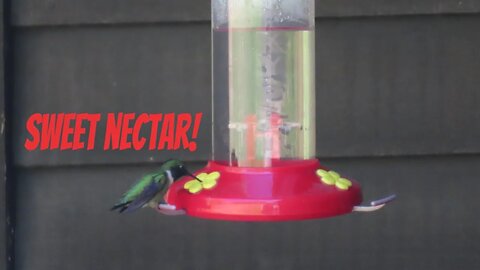 Making Nectar for my Hummingbirds