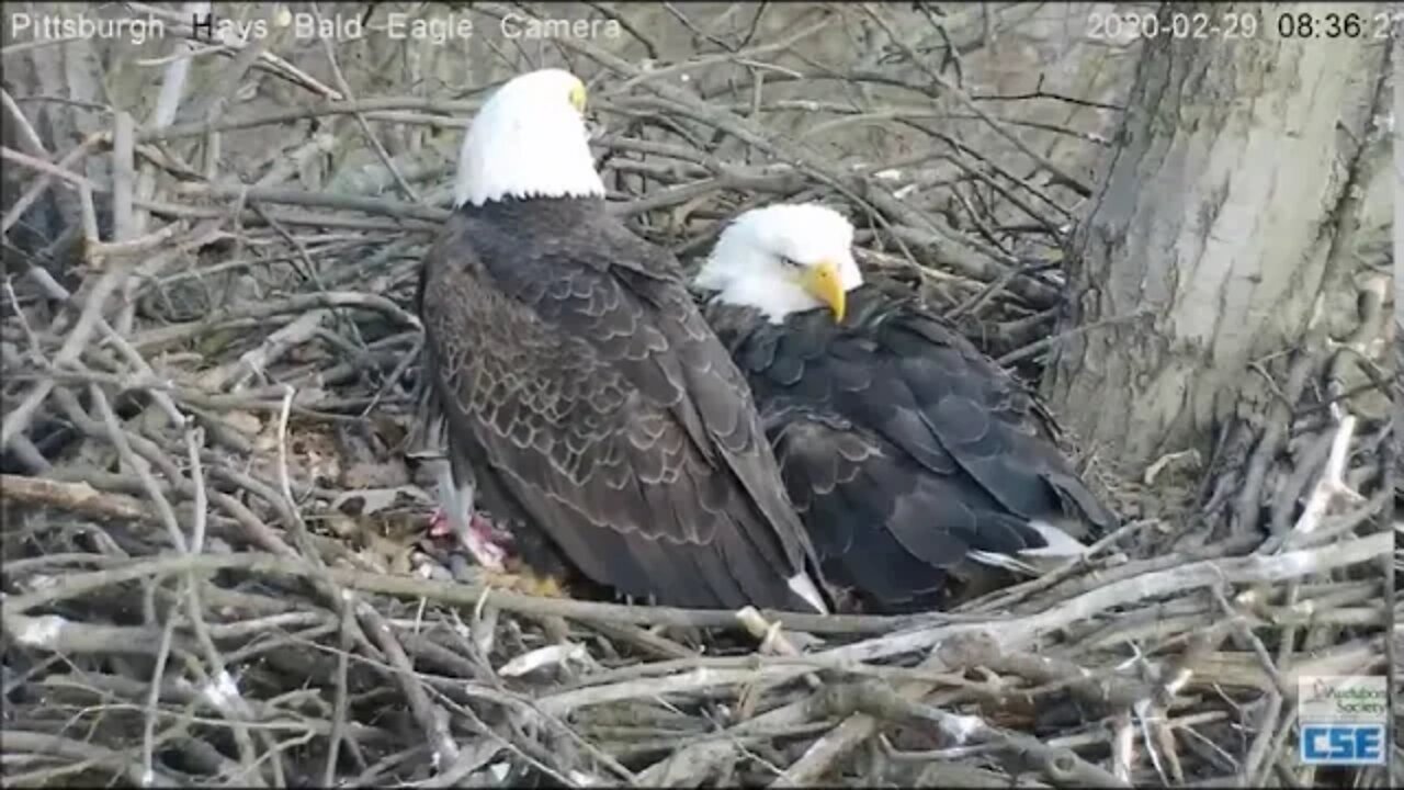 Hays Eagles Dad brings in fish and Rat into the nest 22920 835 917am