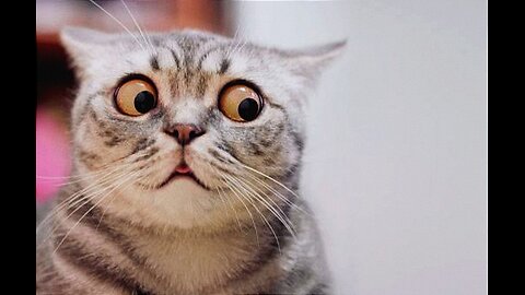 Funny Animals Video Part 5 Try Not To Laught 😂🤣😂