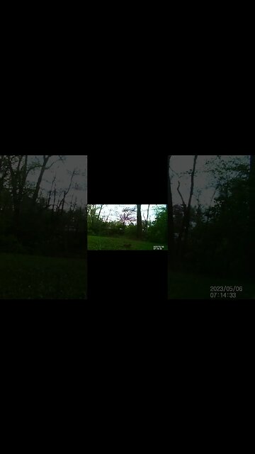 Jack's Trail Camera -- Episode 53 #shorts