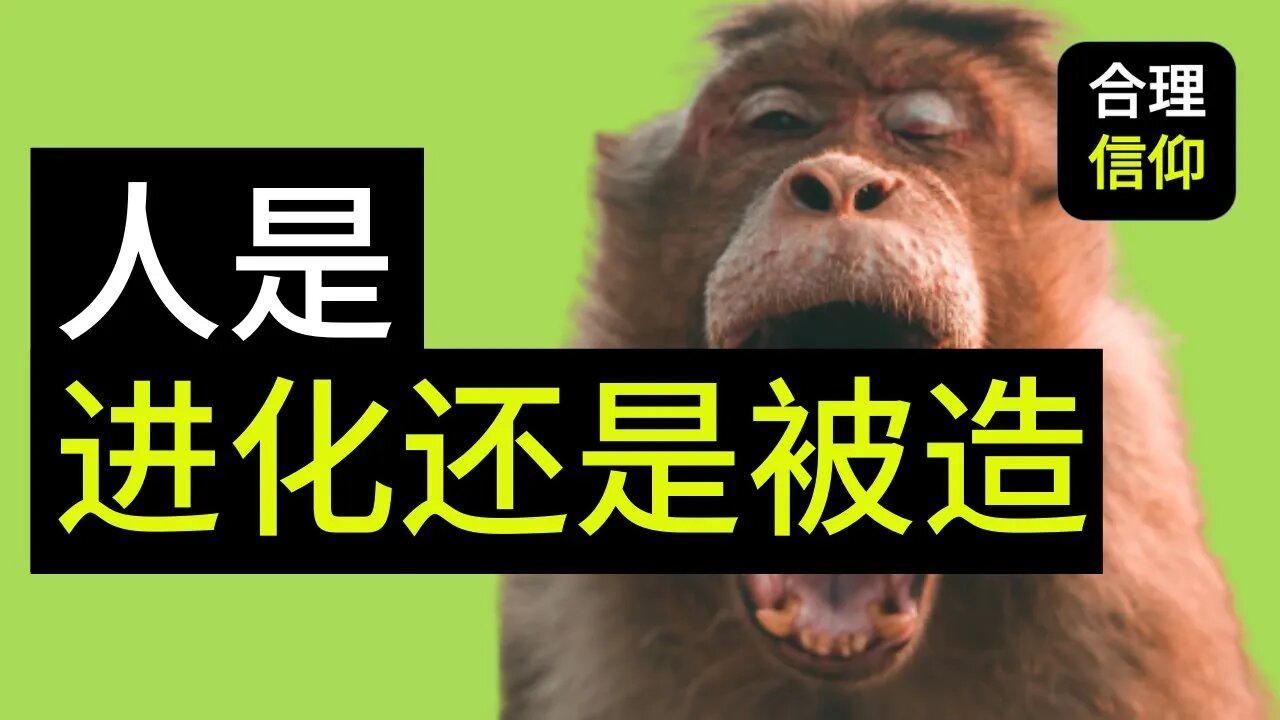 【大鸟合理的信仰 #18】 人是猴子进化的? 进化论和创造论 part 2 基督教 信仰问题解答