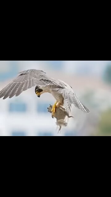 Peregrine Falcon Maxine Retrieves Prey After Offspring’s Failed Hunt