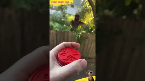 Beautiful and ❤️ Lovable Hummingbird 🥰 | #Shorts