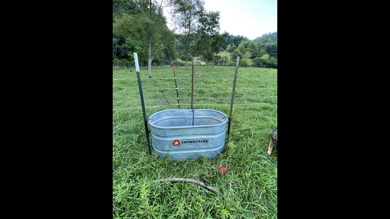 Bull vs Waterer: The Ingenious Solution