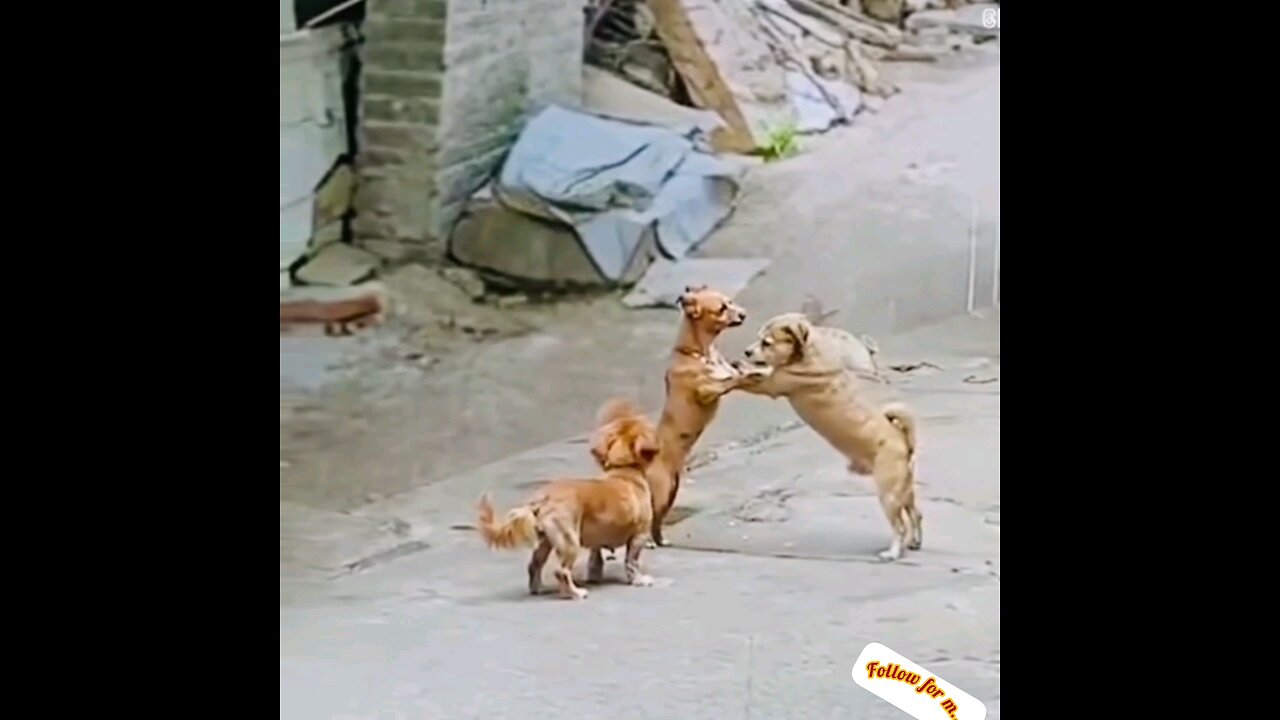 Dogs stand up and fight or meet🤣🐕🐕 trending video