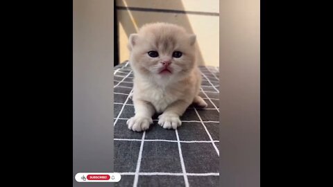 cute cat videos 😹 funny videos 😂1037