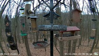 Purple Finch in tray, first visit of the season!