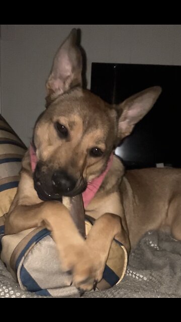 Cute puppy chews bone