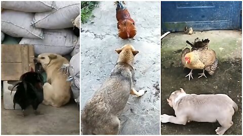 Chicken vs Dog fight funny FIGHT tranding video funny video lovely video