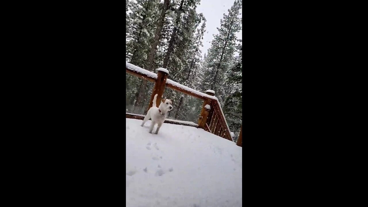 Ares feels the drop of snowflakes Jack Russell Terrier Puppy