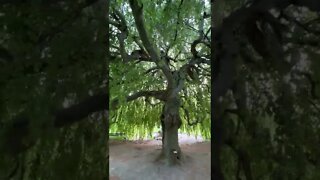 Weeping Willow Tree in Halifax Public Gardens