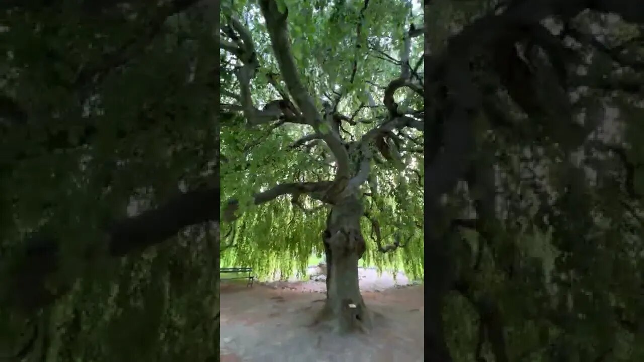 Weeping Willow Tree in Halifax Public Gardens