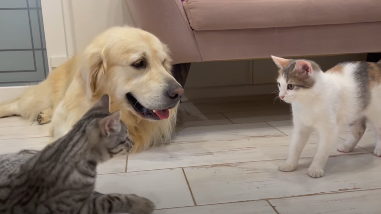 Golden Retriever Playing With Funny Cats