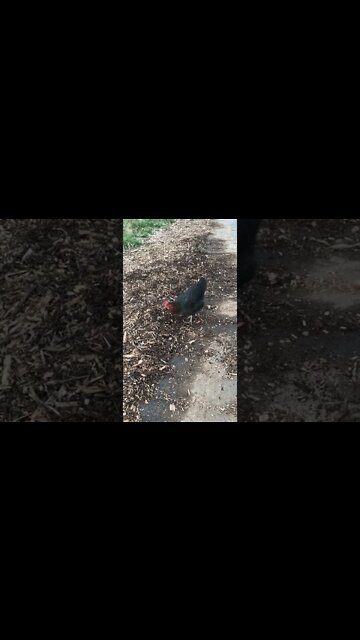 She's Trashing My Driveway