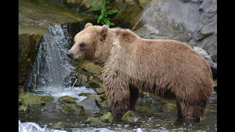 Talented Bear