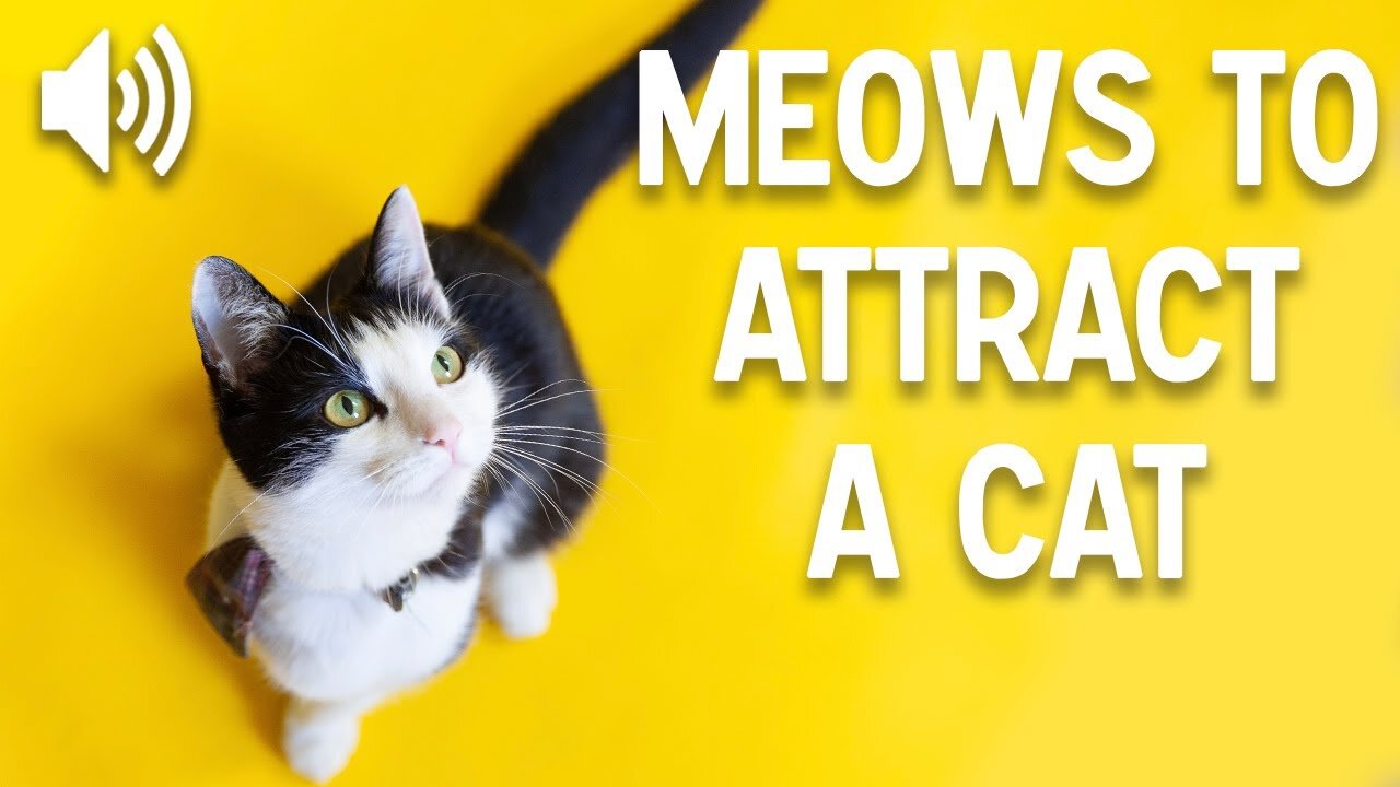 Attract your cat - Meows to call cats