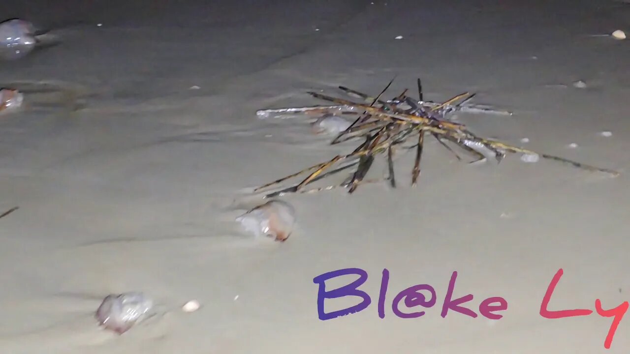 Hundreds of jellyfish washed up on shore - Saint Simons Island, GA - April 15, 2020