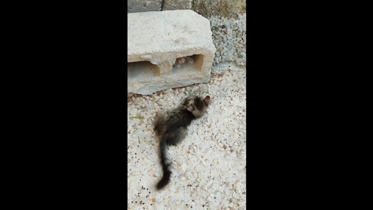 Cats fighting in the street